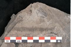 Foto (Detailansicht) von Plantae indet.  (NHMW-GEO-2024-0188-11390)